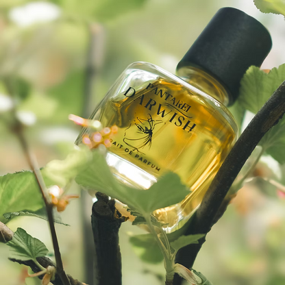 PANTAREI Darwish Extrait