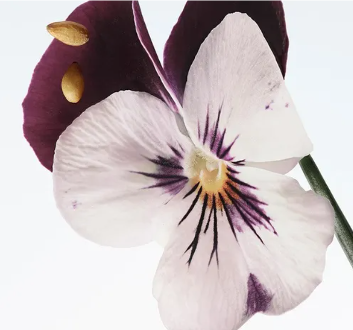 DRIES VAN NOTEN Velvet Violet EdP